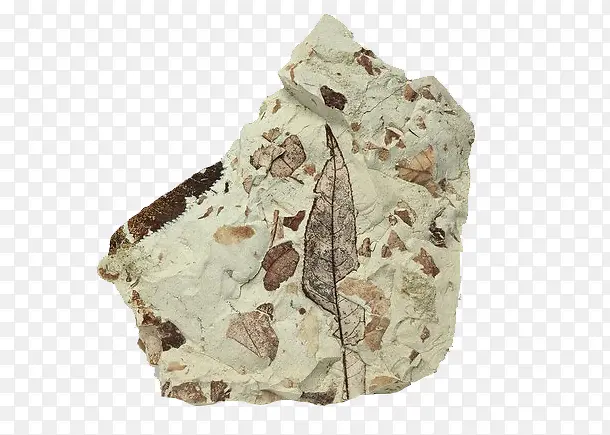 彩色斑点化石