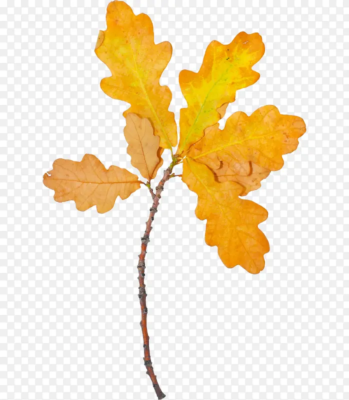 秋天黄色树叶元素