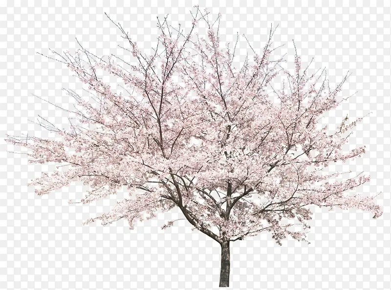 樱花树免抠图片