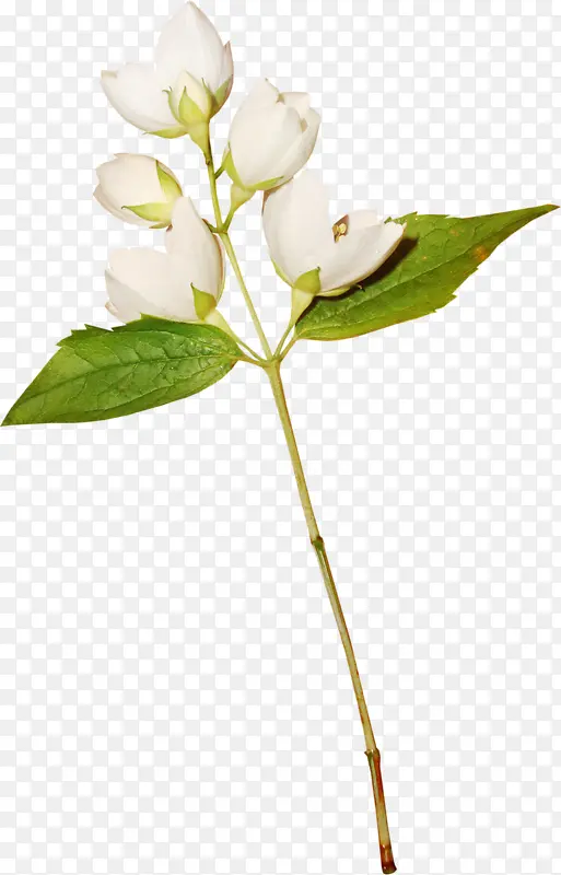 白色淡雅小花