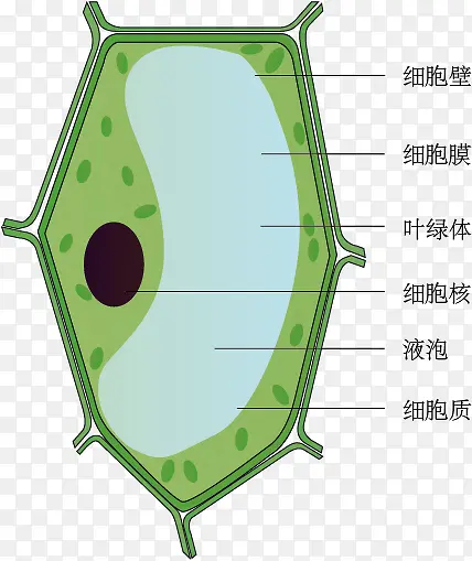 植物细胞模式图