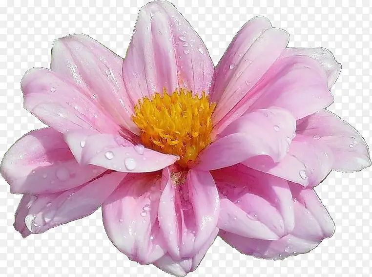 花朵海报背景  粉色精美花朵