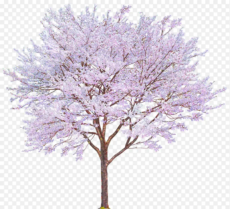 粉色樱花树樱花装饰图案