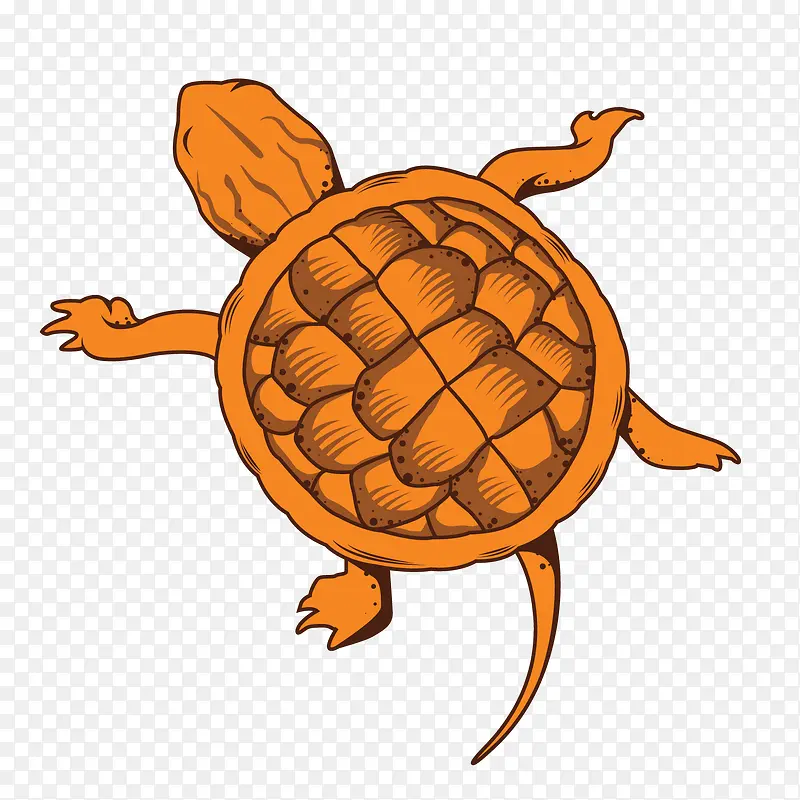 乌龟海龟