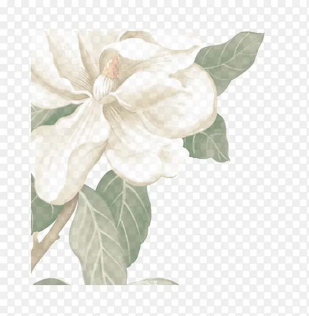 花朵白色元素花瓣