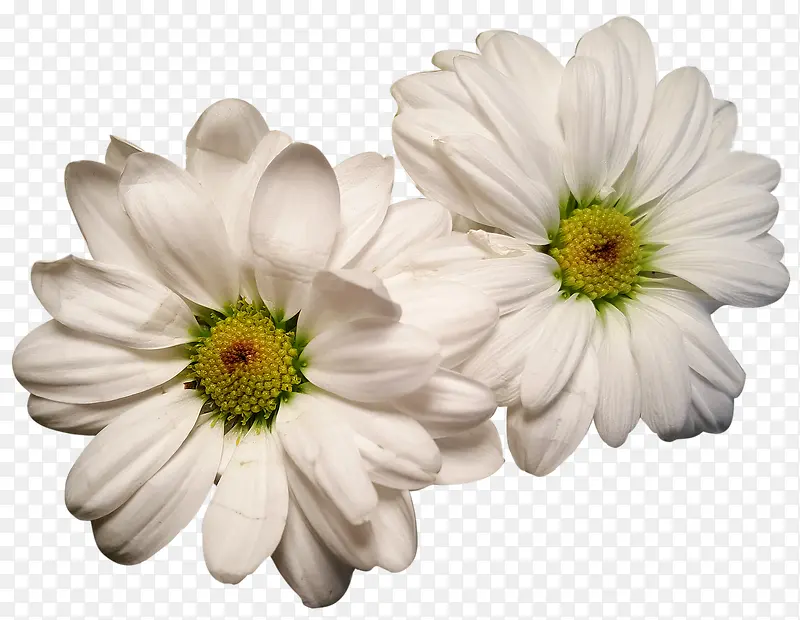 两朵白色小雏菊