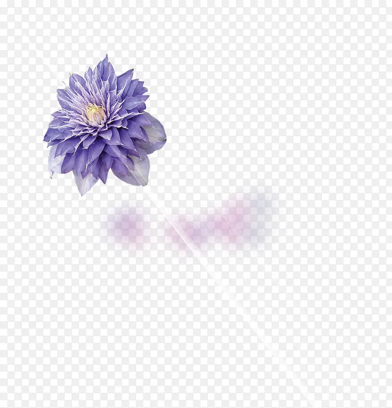 光线下紫色的花