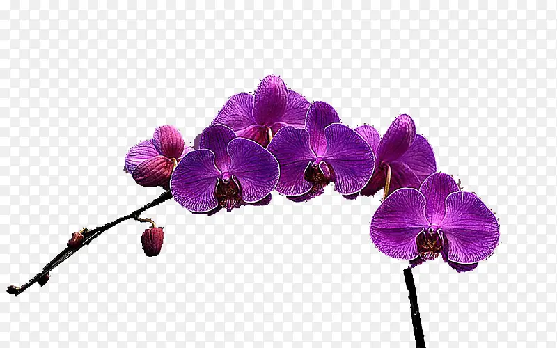 一枝蓝紫色花