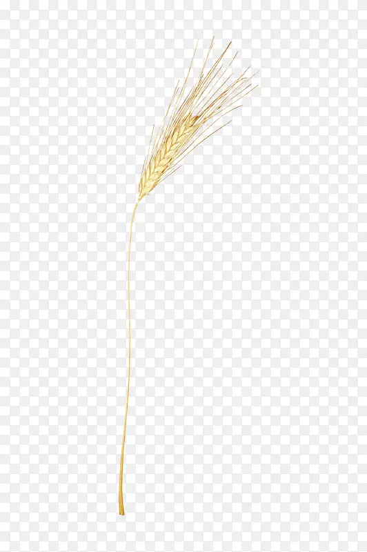 金色漂亮小麦