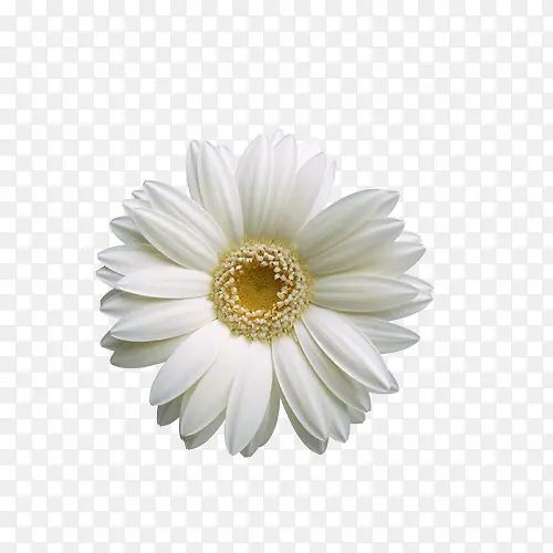 白色向日葵