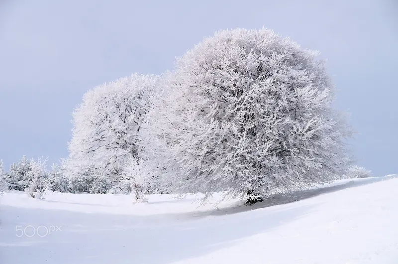 白色冬季雪地大树