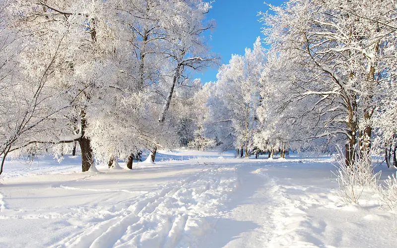 高清创意摄影合成雪地大树