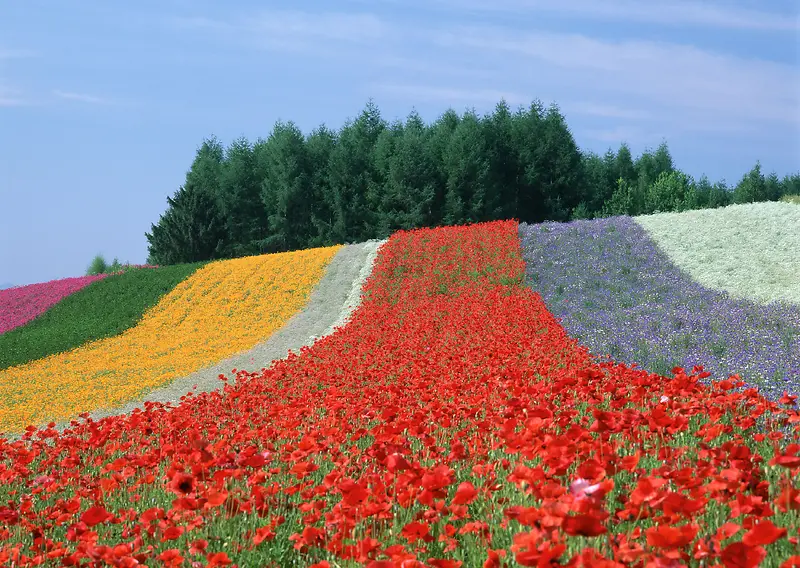 彩色花海田野花园