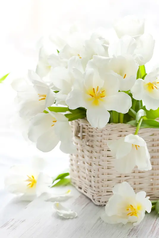 白色花蕾盆栽图片