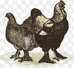 手绘鸡的图案—矢量素材