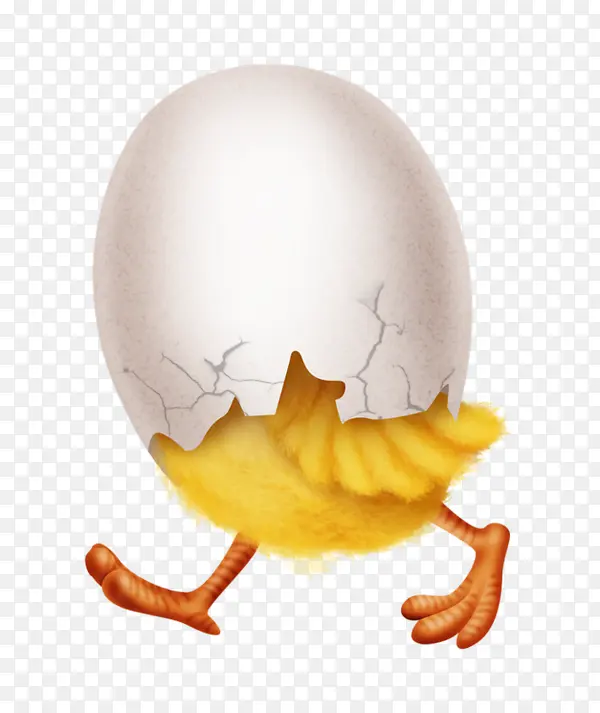 小鸡身上的蛋壳
