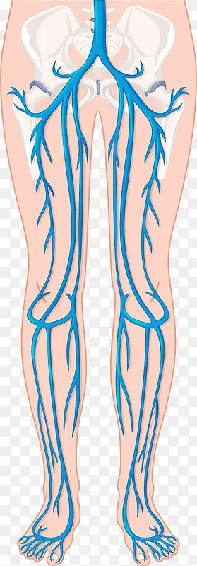 矢量人体腿部血管