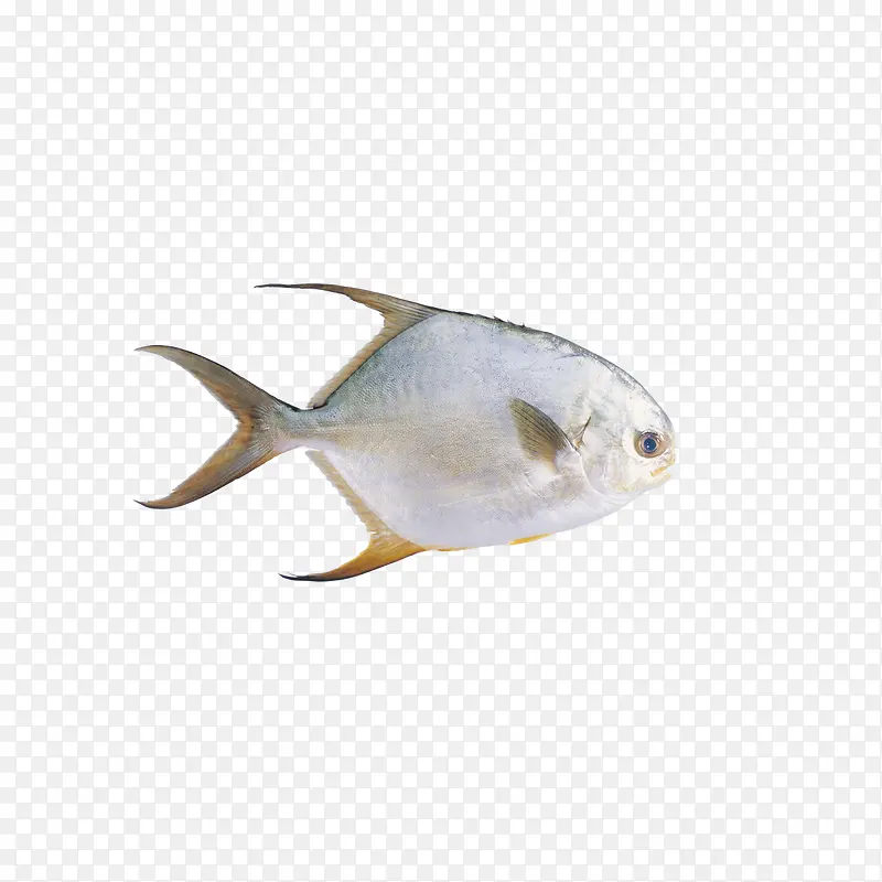 白色海鱼图片