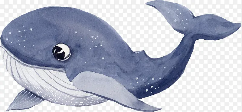 手绘的蓝色海豚装饰