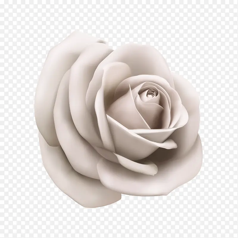 矢量白色玫瑰