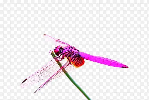 红色的蜻蜓素材图片