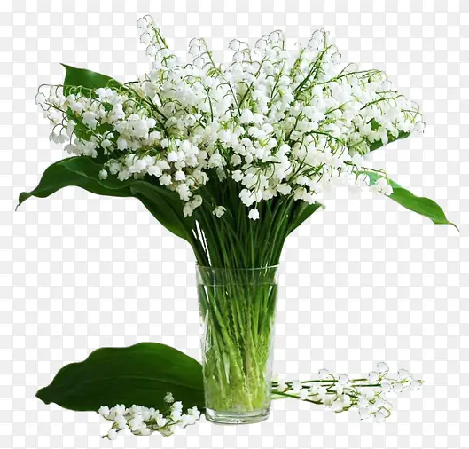 白色高清花朵鲜花装饰