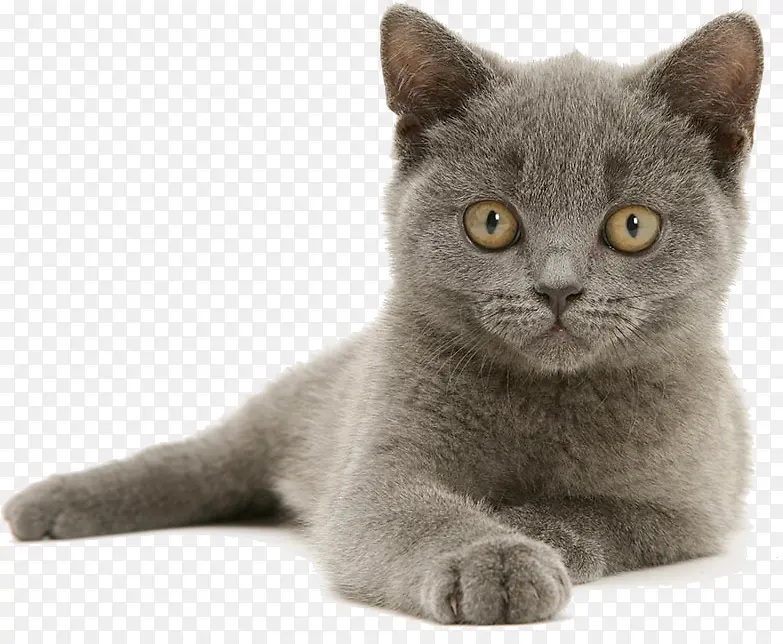 灰色的小猫