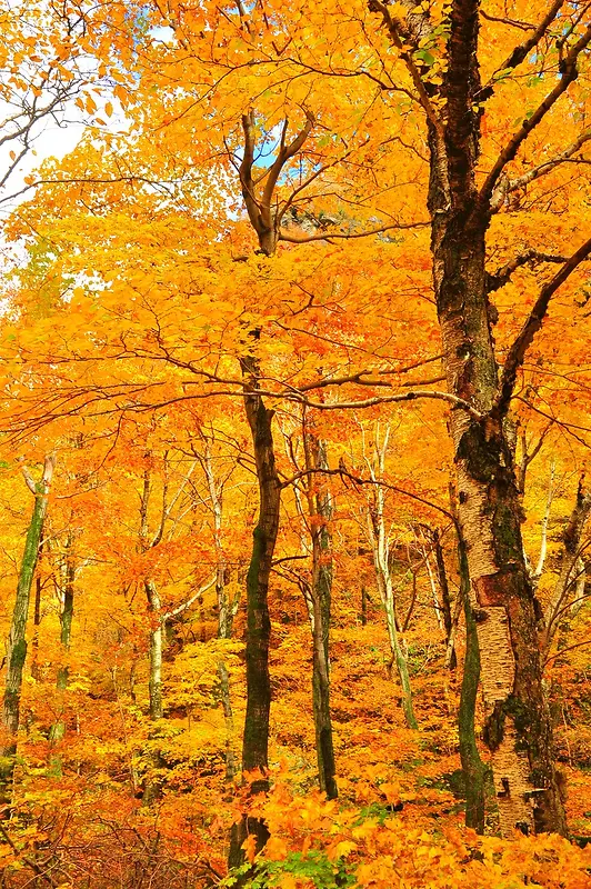 秋天景象树叶黄了