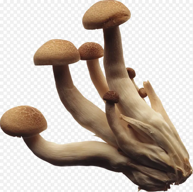 蘑菇食物装饰