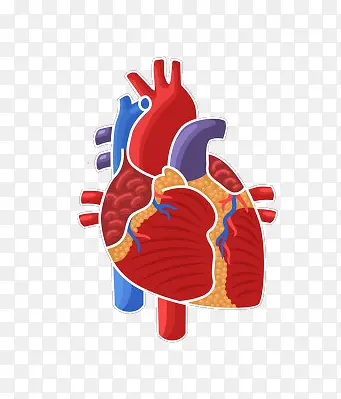 人体器官心脏示意图