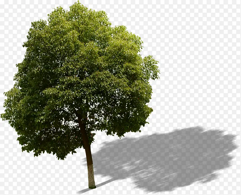 室外环境渲染效果大树
