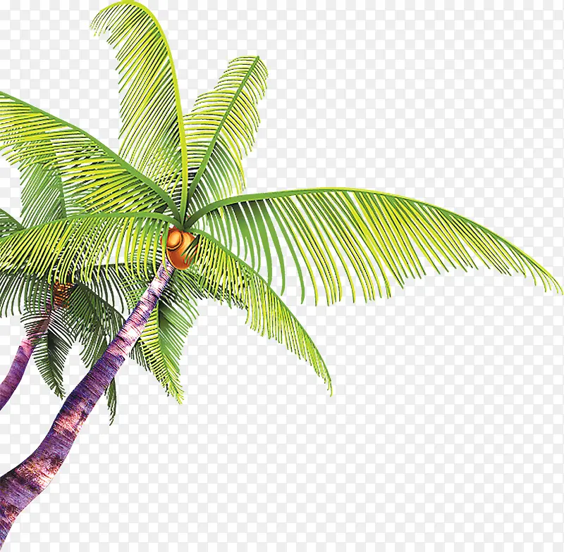 夏日椰树风光美景