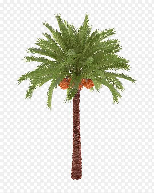 热带椰子树图片素材