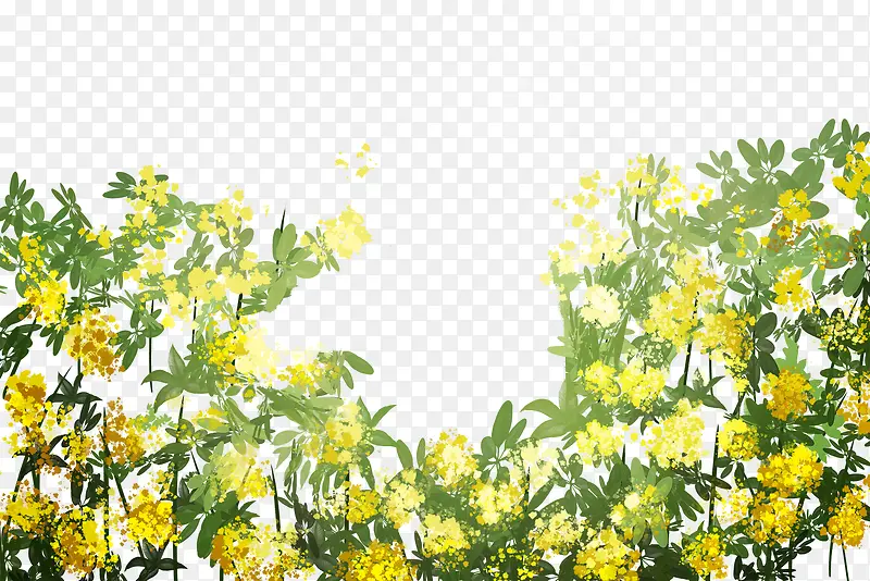 手绘插画盛开的黄色油菜花