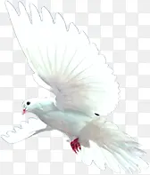 白色飞舞白鸽设计展翅