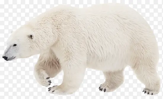 行走的白色北极熊