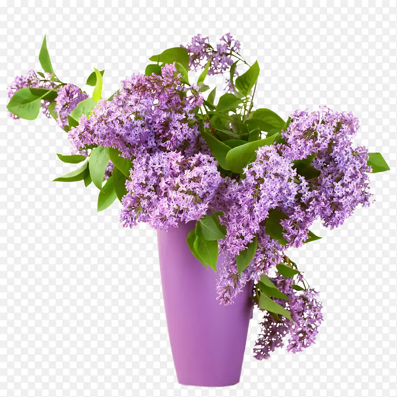 紫色清新桌花图片素材