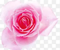 粉色玫瑰杂志封面装饰