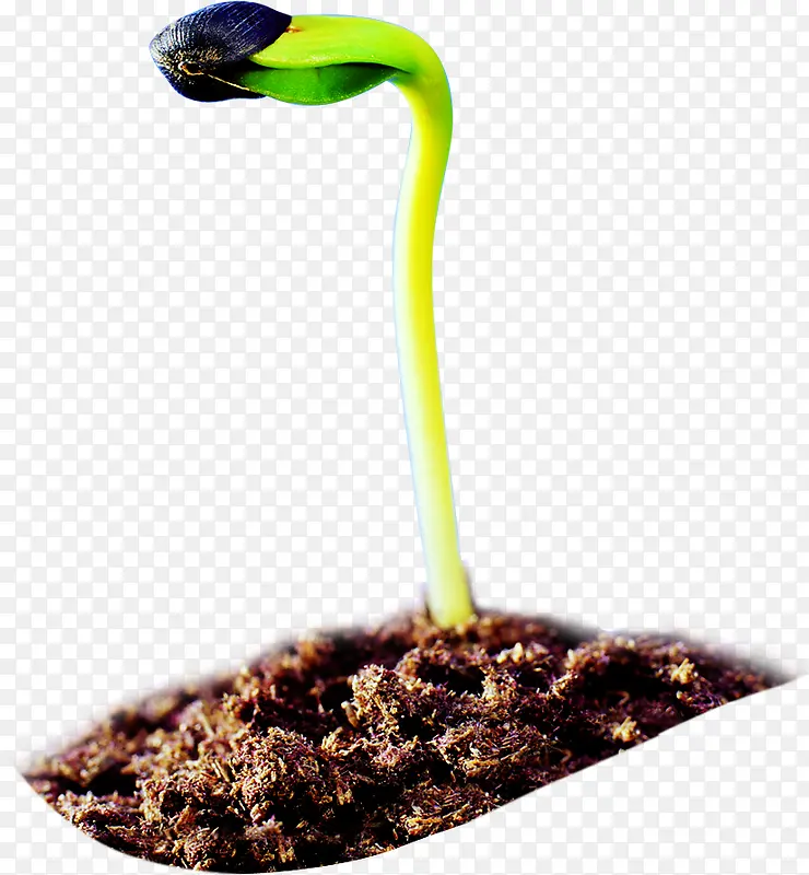 绿色发芽植物移动教育宣传单