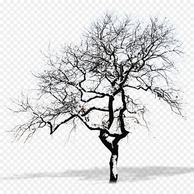 雪地枯树免抠素材