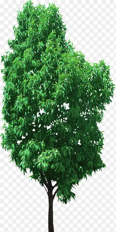 绿色柳树图片