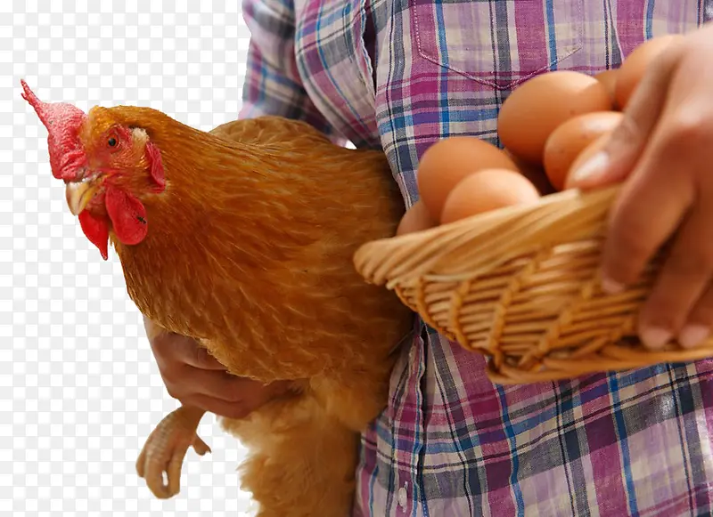手拿鸡蛋和土鸡