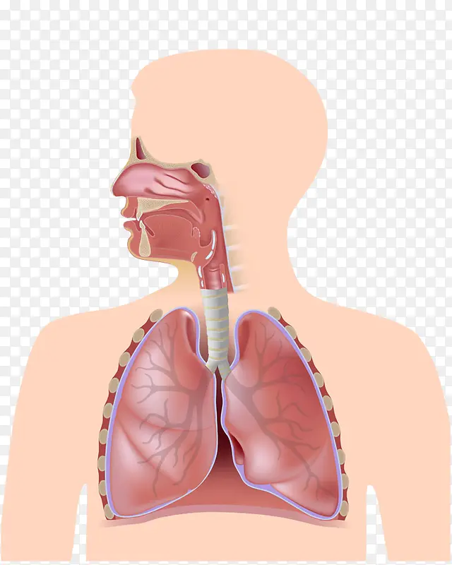 肺器官高清免扣素材