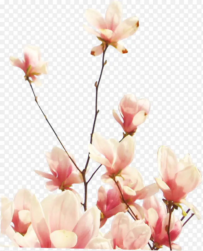 粉色淡雅可爱春天花朵