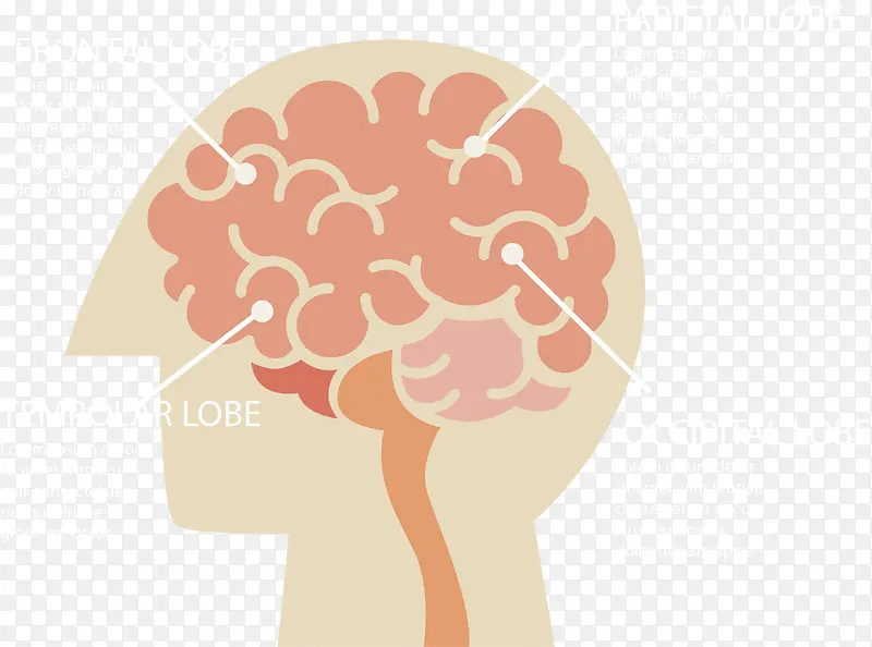 人类大脑思维分类