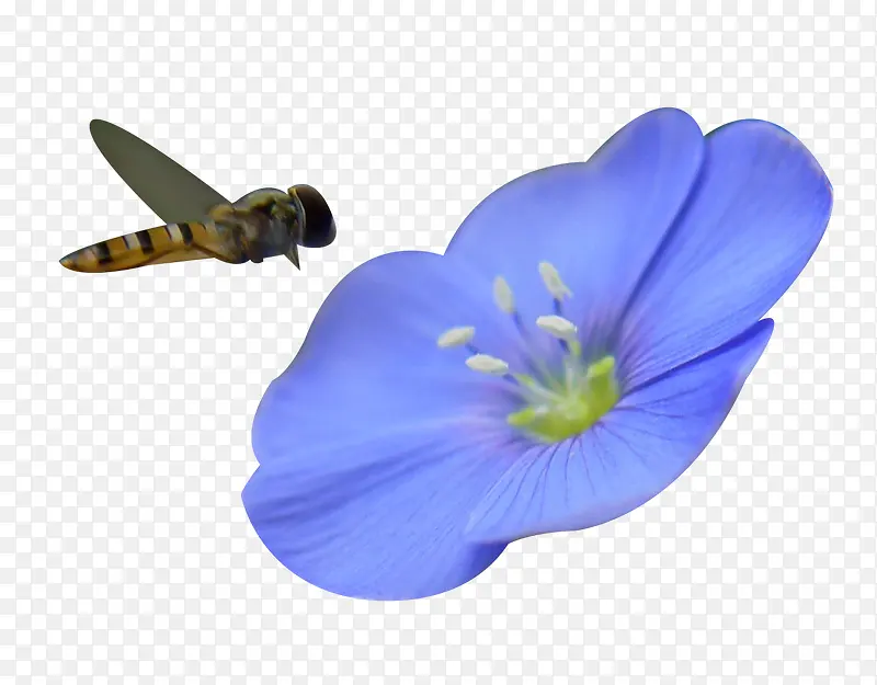 亚麻籽花与蜻蜓图片素材
