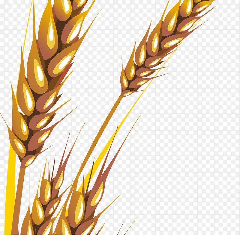 手绘小麦