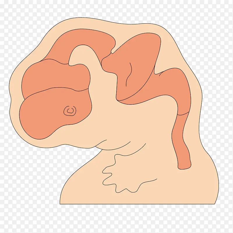 矢量最强大脑黄色大脑发育