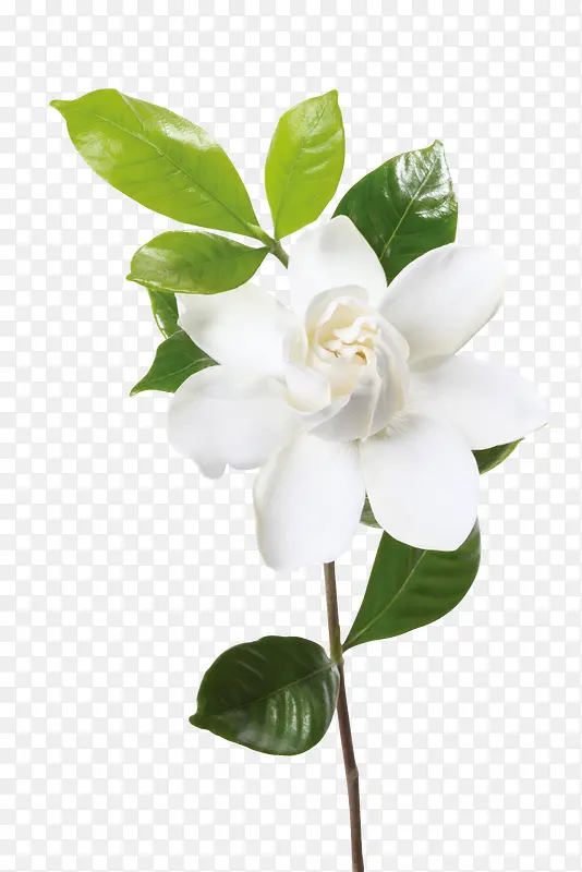 白色绽放花朵绿叶