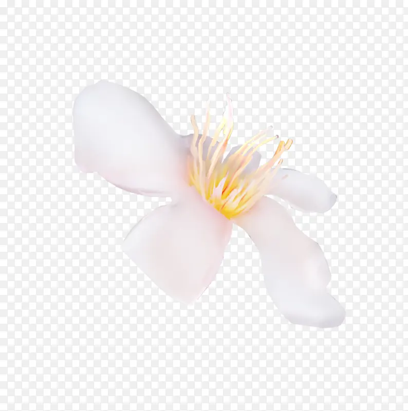 绽放唯美白色花朵